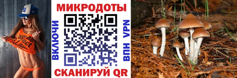 дарк нет Telegram  Лакинск  Псилоцибиновые грибы Cubensis 